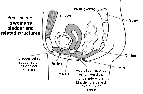 pelvic floor image